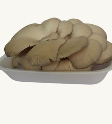 Fungo Pleurotus