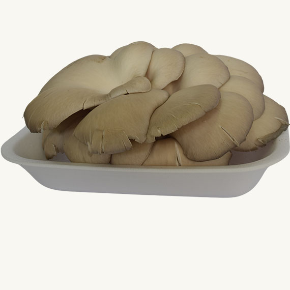 Fungo Pleurotus